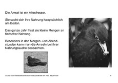 Bilderbuch-Amsel-SW-8.pdf